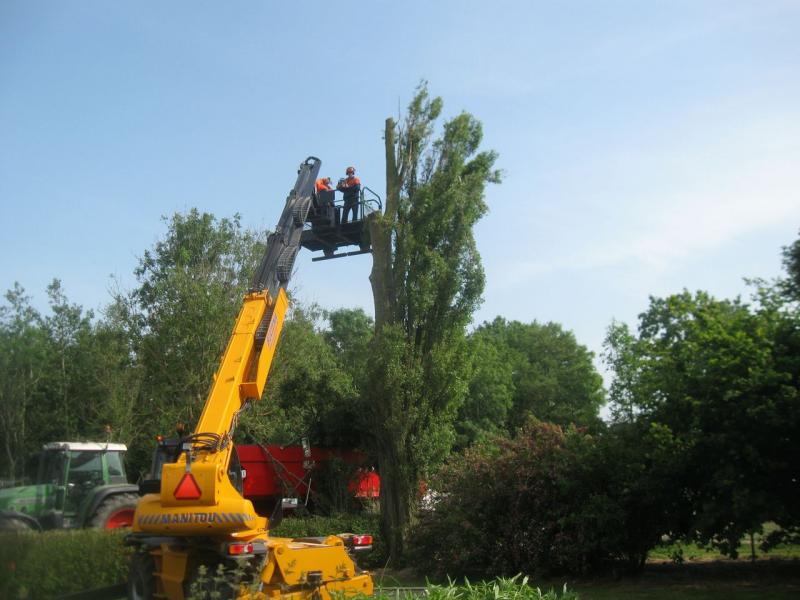 Kappen van een boom