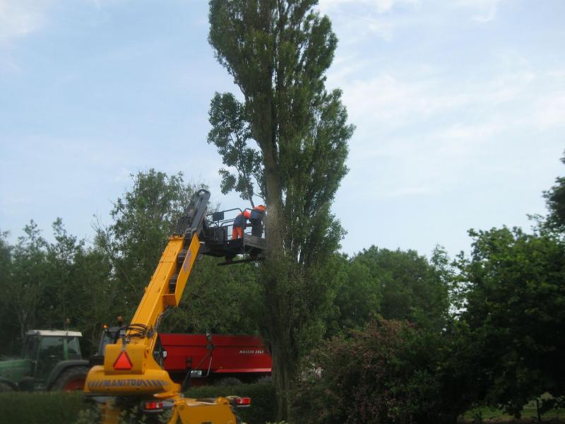 Kappen van een boom